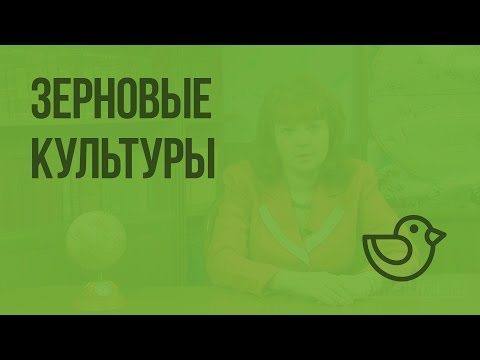 Культурные растения поля. Зерновые культуры. Видеоурок по окружающему миру 1 класс