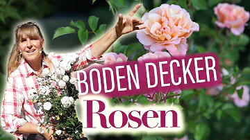 Sind bodendeckerrosen Bienenfreundlich?