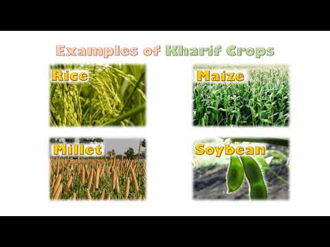 Vídeo: Quando as culturas de kharif são cultivadas?