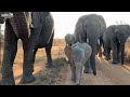 The Powerful Moment Albino Calf, Khanyisa & the Elephant Herd Walk Down the Road Together