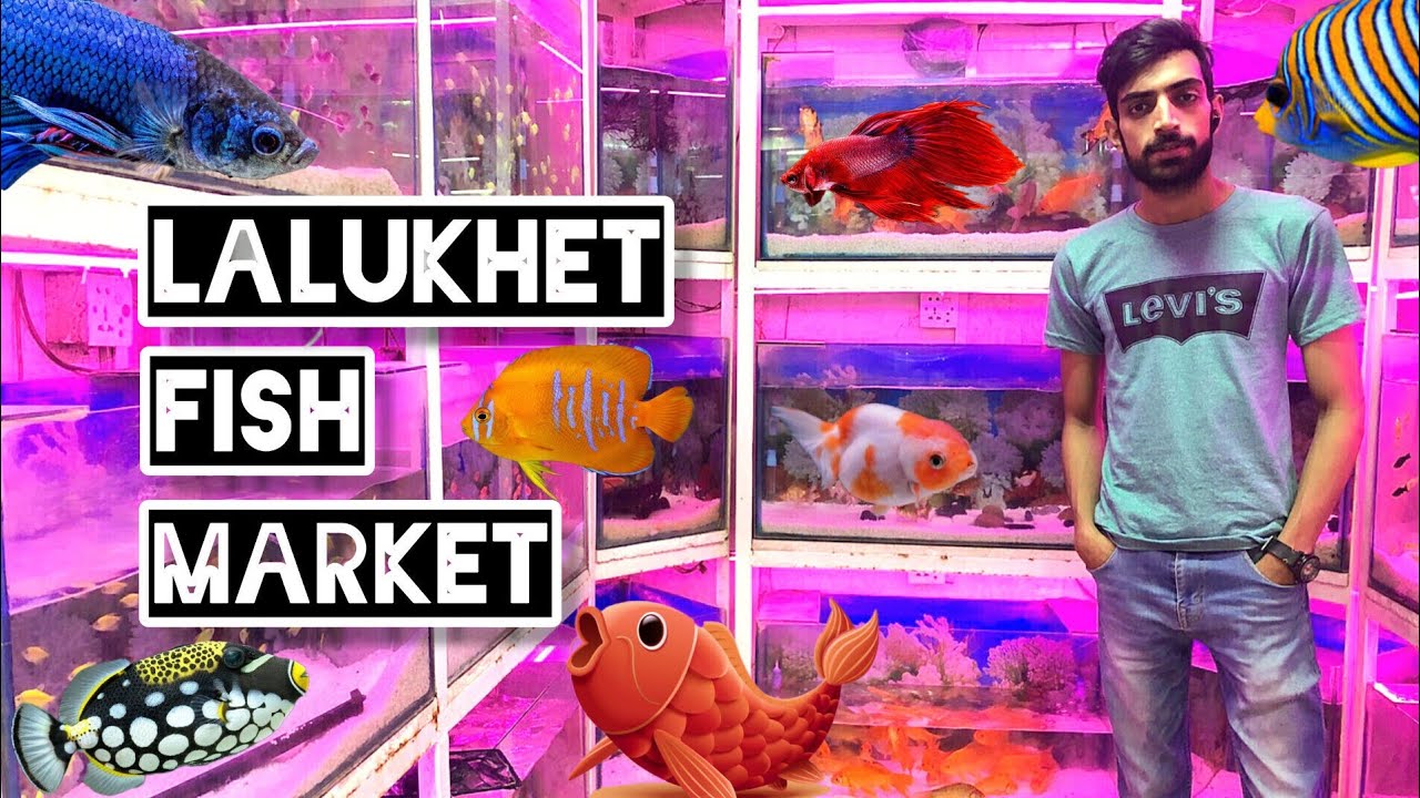 Exotic Fish At Lalukhet Market Jbee Aquariums Shop Karachi 🦈 YouTube