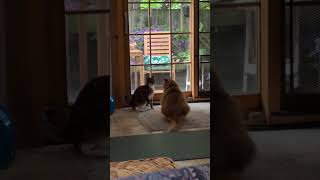 simba and carmelia square off #cats #shibc shibaclassic.io #uniswap #biconomy #dextools #crypto