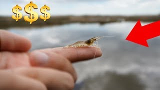 Fishing with LIVE GRASS SHRIMP!! (Surprise Catch!)