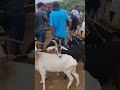 feira das cabras e Carneiros na vila jerimum Taquaritinga do Norte-PE