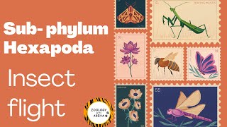 Sub-phylum Hexapoda |Insect flight|