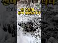 눈 덮인 하수관 속… 엄마는 끝까지 새끼들을 지켰습니다 Buried in Snow… A Mother Dog Never Gave Up on Her Puppies #유기견구조