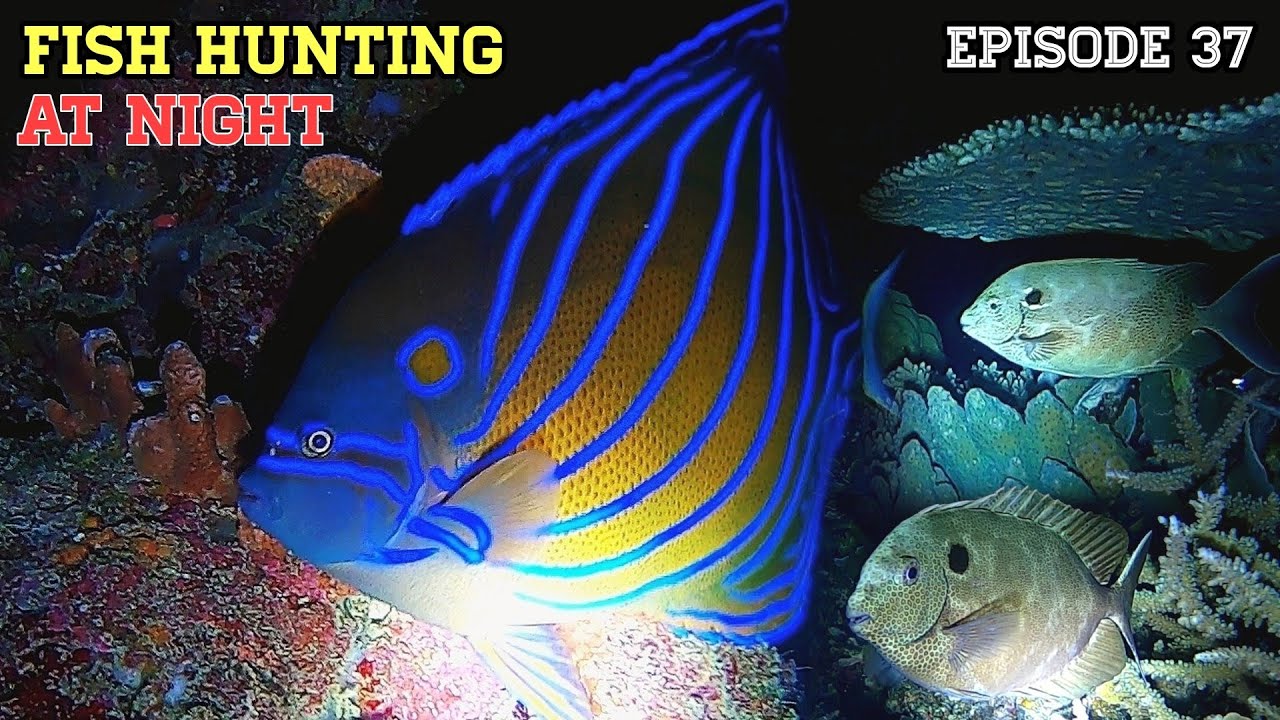 NIGHT SPEARFISHING EPISODE 37 FISH HUNTING AT NIGHT YouTube