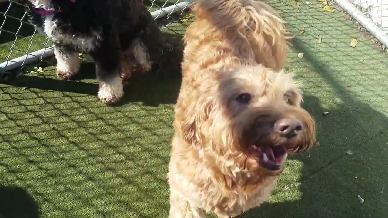 Playtime at Dogs On The Farm & Cats Too!