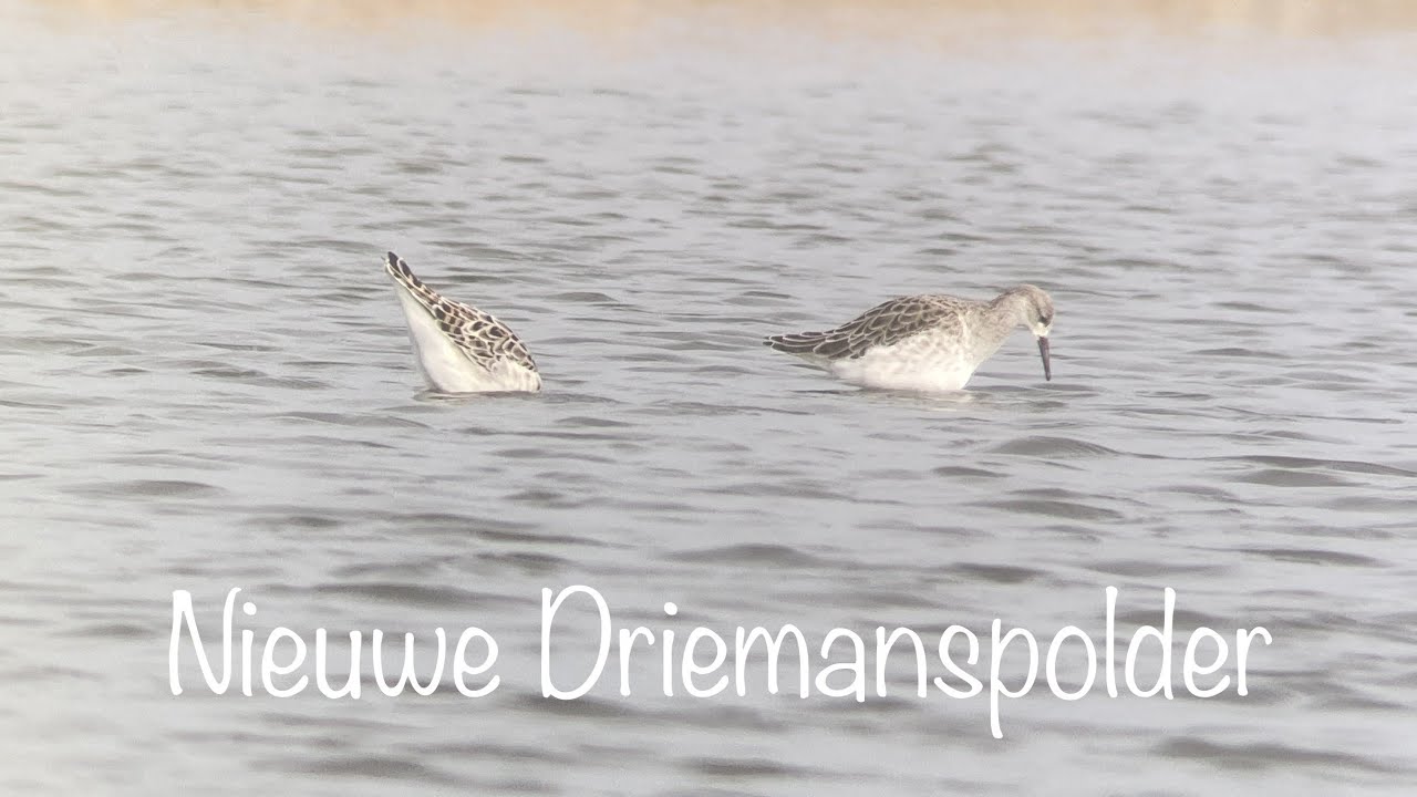 Vogels Nieuwe Driemanspolder Zoetermeer (04-03-2023)