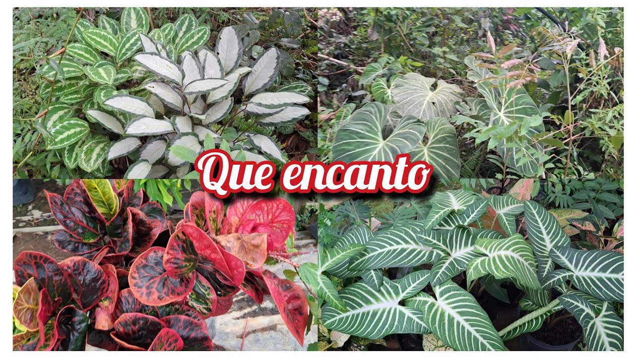 INVADI A MATA PARA MOSTRAR LINDAS PLANTAS PARA VOCÊS 🥰😍😍