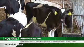 ЖИВОТНОВЪДСТВО: Предизвикателства при развъждането на Черношарената порода у нас
