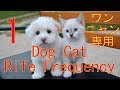 1 犬猫用ライフ周波数 本物の奇跡が起きるミラクルサウンド スーパーエンジェルトーン 幸せをあなたと御家族に