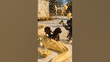 Python Swallows 2 Dogs… But Gorilla Saves Them! 😱🐶🦍😱