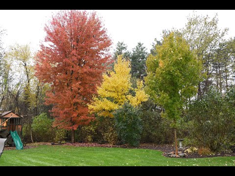 Autumn Blaze - Growth Tracking 14 Years