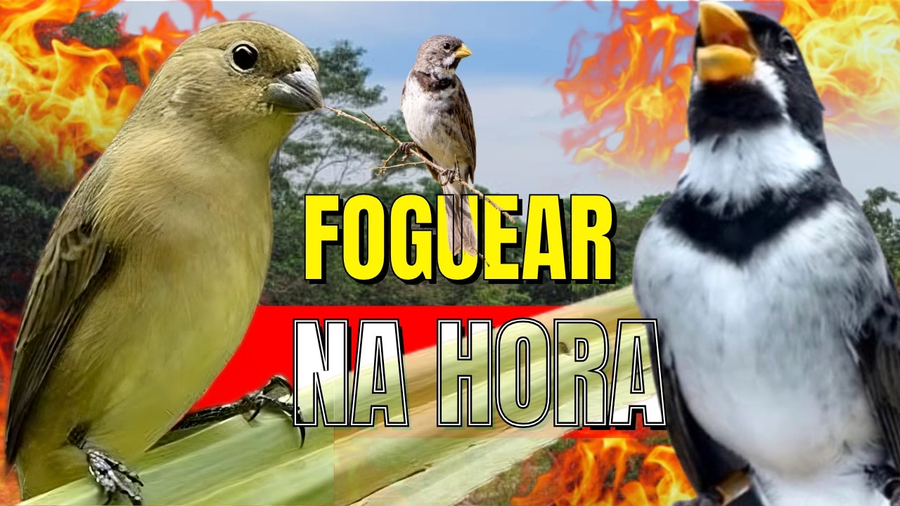 COLEIRO TUÍ-TUÍ FÊMEA CHAMANDO ENCARTE DE COLEIRO PARDOS ESQUENTA COLEIRO TUI TUI / COLEIRO TUI TUI