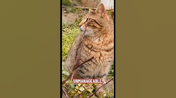 Pakketparadox: verder dan `pip install`