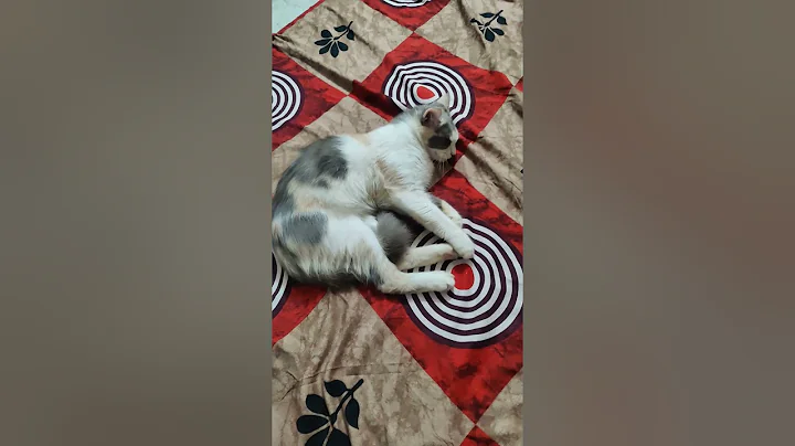 Video 10255271: funnycats cats catlovers meowing, sleeping cat cutecat, cat cutecat love funny, cat sleeping cute funny