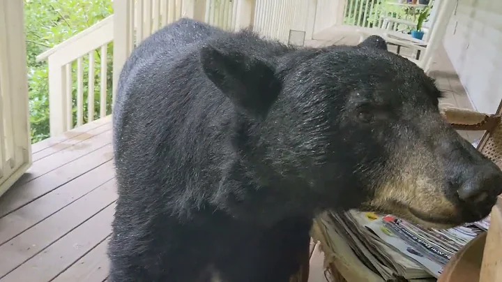 Bear Simone  Glistening