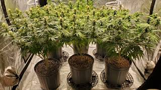 DAY 30F ( sorry RE-UP) @NUGGY-420-A.D.E.D @TheHappyCultivator @levelzgrowroom