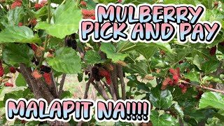 MULBERRY UPDATE!!!!! PICK AND PAY MALAPIT NA by RJ FARM TV 280 views 2 weeks ago 9 minutes, 58 seconds