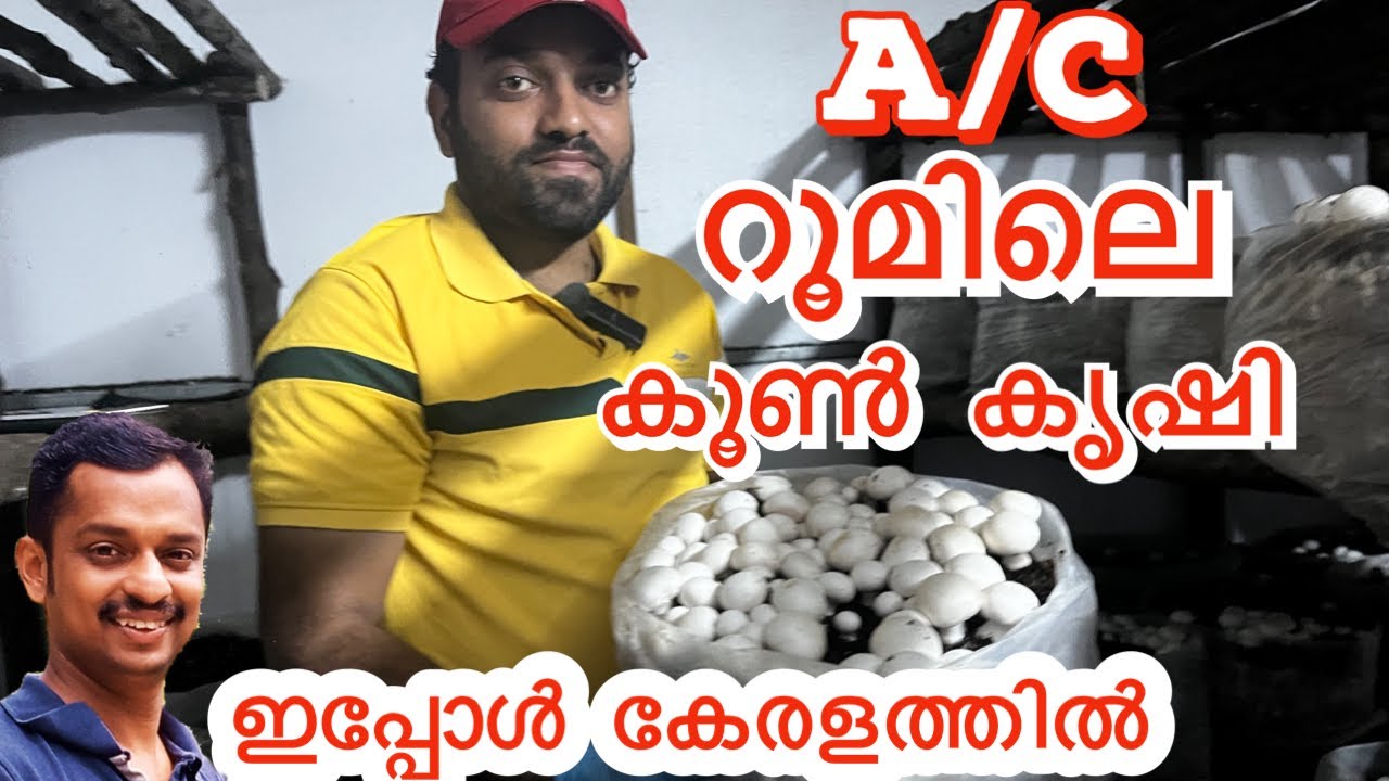 button mushroom farming #button mushroom farming malayalam #koon vithu #koon krishi malayalam #kl06