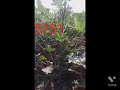 Hy bhinda seminis svok5151 green bhindi seeds super quality seeds winter sijan bayer company na