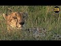 safariLIVE - Sunset Safari - July 15, 2019