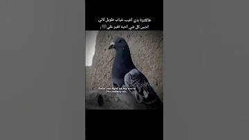 انه طير ومنجرح تصاميم حسينيه مرتضى حرب اللهم صل على محمد وال محمد 