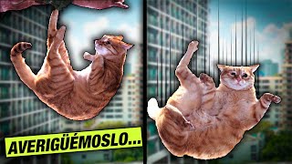 ¿LOS GATOS SIEMPRE CAEN DE PIE? 😺 LA GATERÍA TV by La Gatería TV 2,729 views 1 year ago 8 minutes, 12 seconds