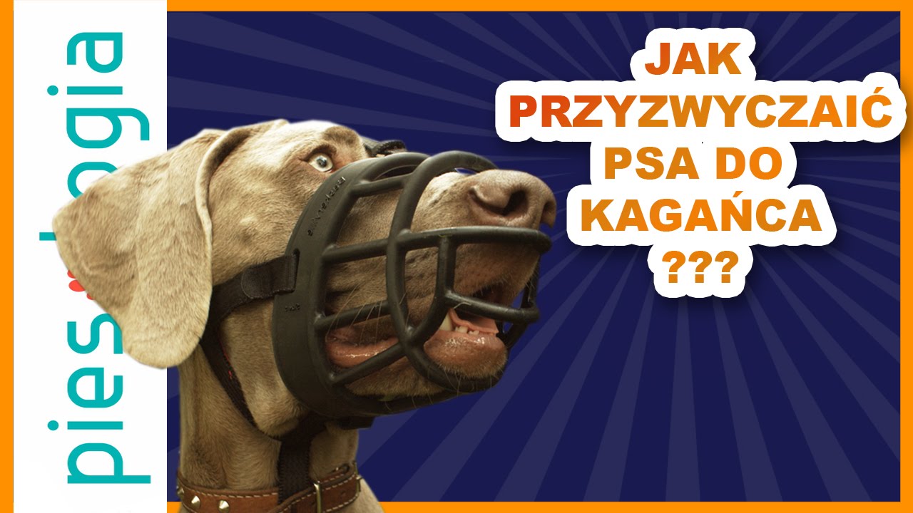 Jak przyzwyczaić psa do kagańca?