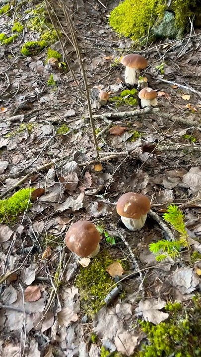 Грибная полянка #forest - YouTube