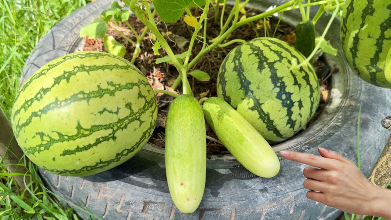 New secret to reproducing cucumbers with watermelon get 100% Success using these easy ways