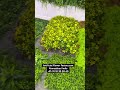 Customize design manufacturer of artificial flower garden tiles #artificialflowersGardentiles