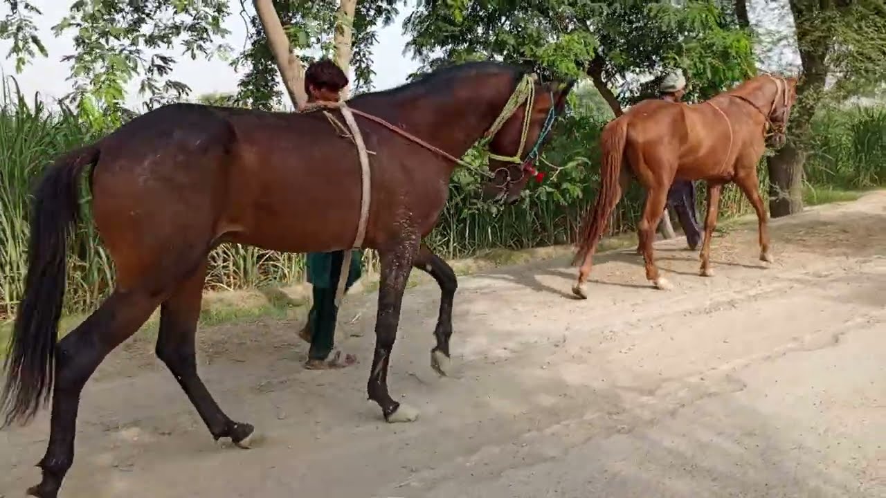 Khoon Mein Taaqat 🐎 | Desi Horse Breeding Emotional Viral Video