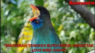 #lovebird #masteranlovebird Suara Tengkek Buto Gacor Suara Rapat Durasi Panjang Satu Jam Full