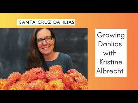 Video: Dahlias 