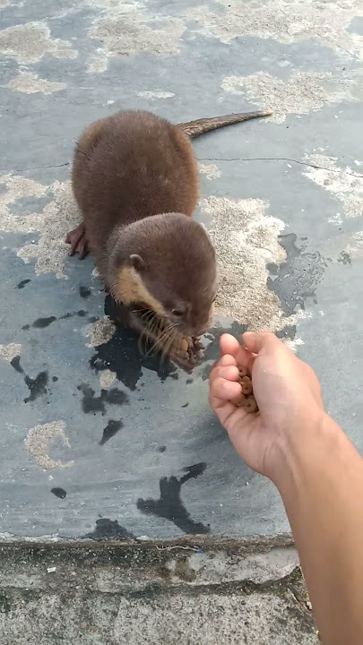 CARA MENGAMBIL MAKANAN DI TANGGAN ALA CHIKO