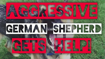 Aggressive German Shepherd-Dog training with America