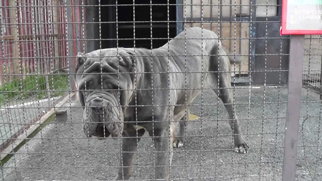 世界一怖い顔の犬一般公開中 ワールド牧場 大阪府南部のふれあい動物園