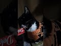 Pluto pumpkin wishes everyone a Happy Halloween 🎃 ❤️ ✨️ 🐈‍⬛️