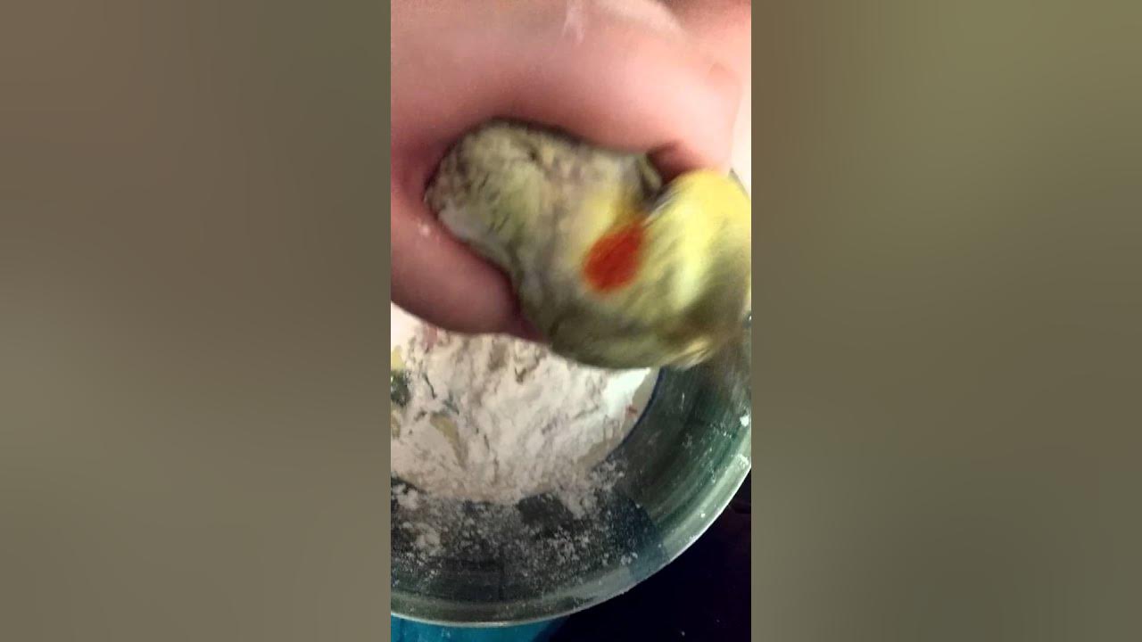 How to stop your parrot's bleeding nail - YouTube