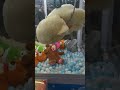 Beruang Putih Lembut dari Capit Boneka Super Jumbo | CMT Claw Machine #shorts