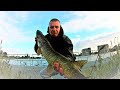 Pike from Lake Barendrecht in the Netherlands. Szczupaki z jeziora w Holandii #14
