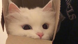 😂 Funniest Cats and Dogs Videos 😺🐶 || 🥰😹 Hilarious Animal Compilation №342 by Animal Zone 1,277 views 13 hours ago 19 minutes