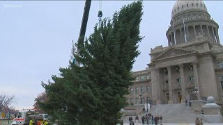 Idaho's Capitol Christmas tree hoisted into place