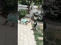 Dog 🐶 sense of humor 😆🥰🤘 #short #viral #dog