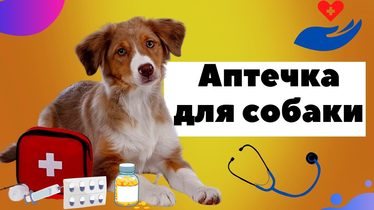 Будьте готовы с аптечкой для собак, сделанной своими руками ...