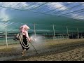 A lady uses self-supply water sprayer for agriculture in irrigation. Part 2. Taiwan (抽水式灑水器泵的使用)後半