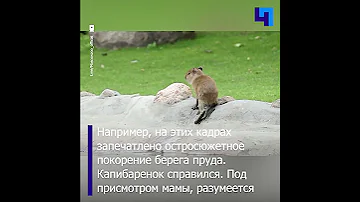 В Московском зоопарке наблюдают за жизнью большого и счастливого семейства капибар