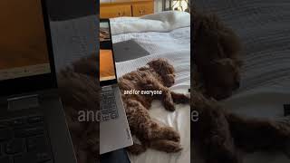 Full time napping expert